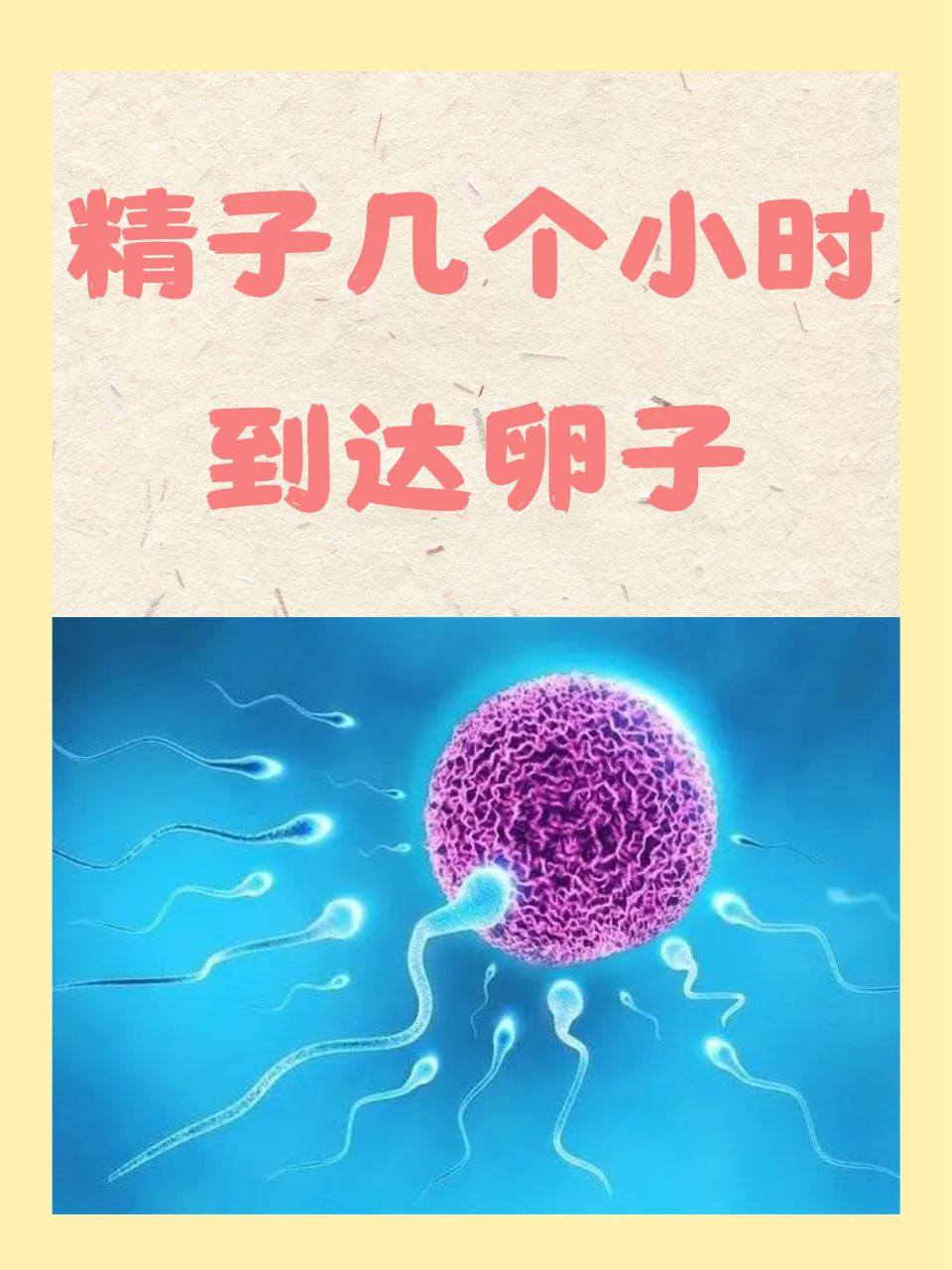 精子存活多久