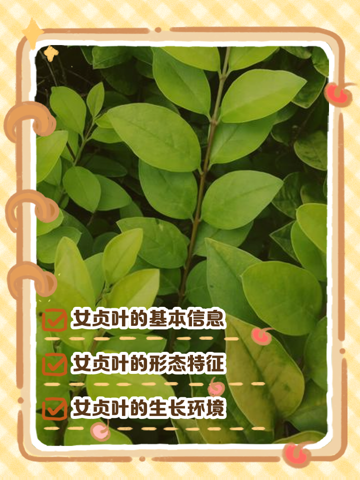 女贞子的功效与作用