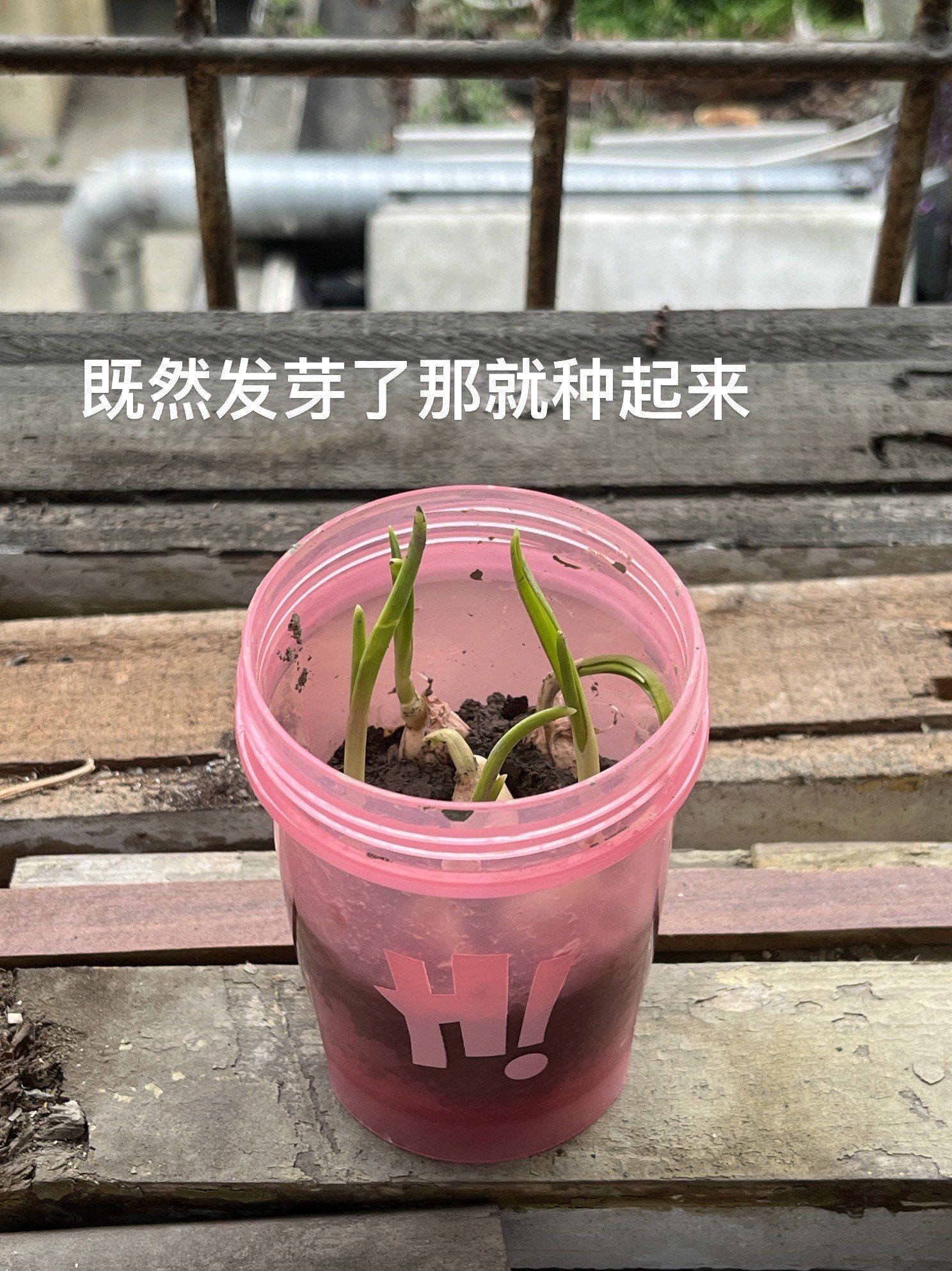 发芽的大蒜头能吃吗