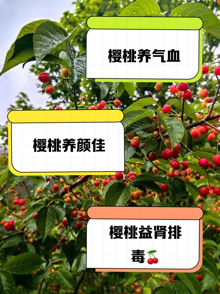 樱桃的营养价值