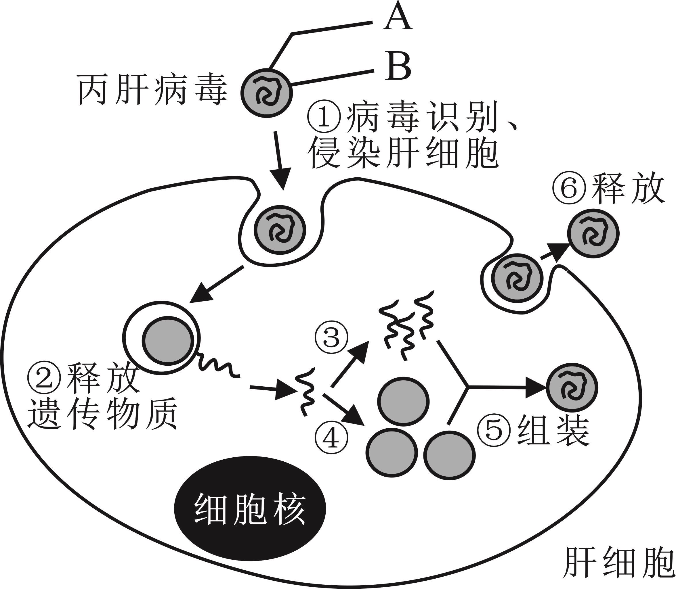 丙肝传染方式有哪些