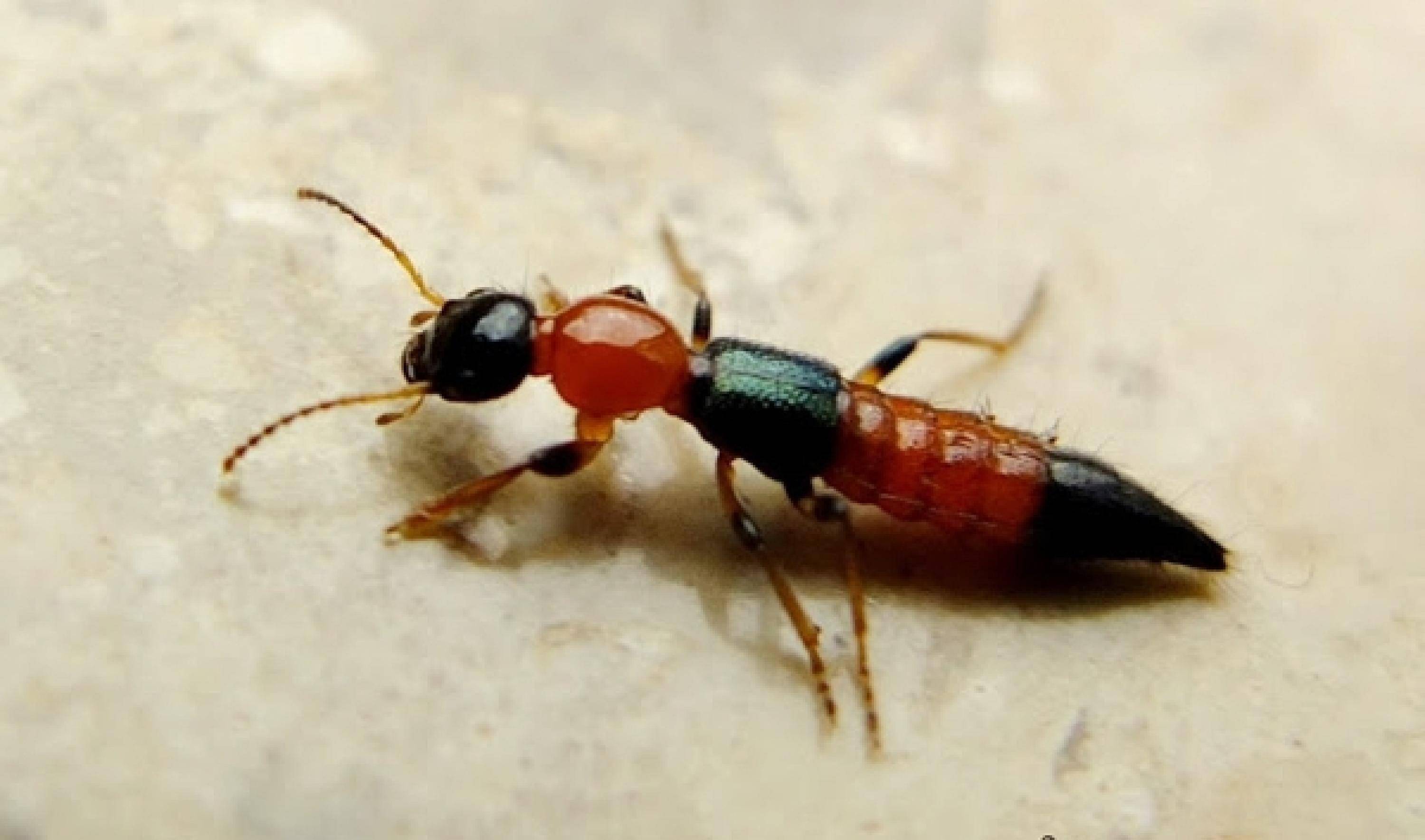 什么是变态反应