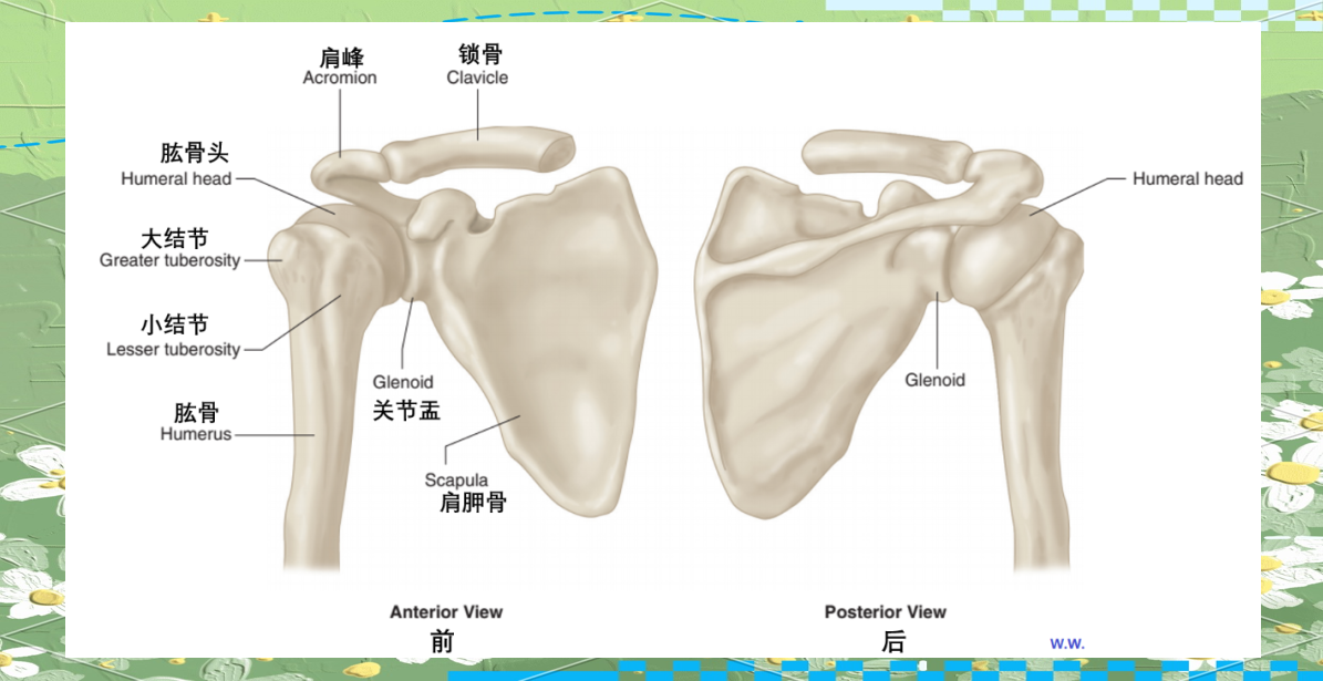 肩部的解剖结构