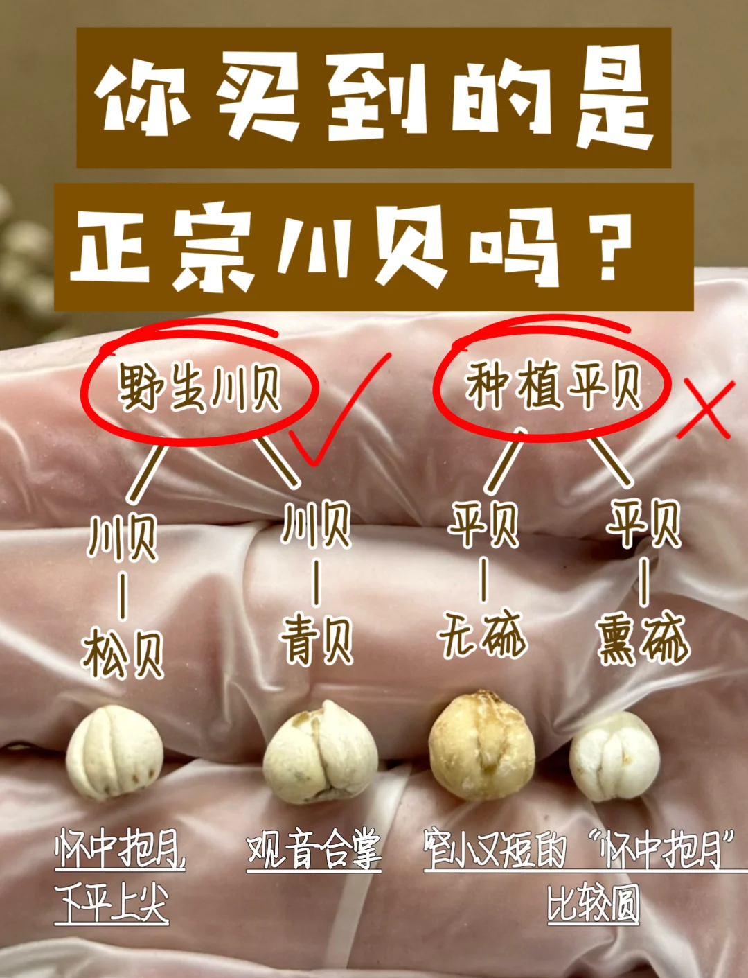 大贝的功效与作用