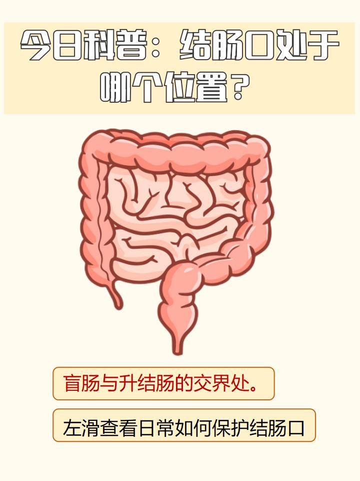消化道是指什么部位?