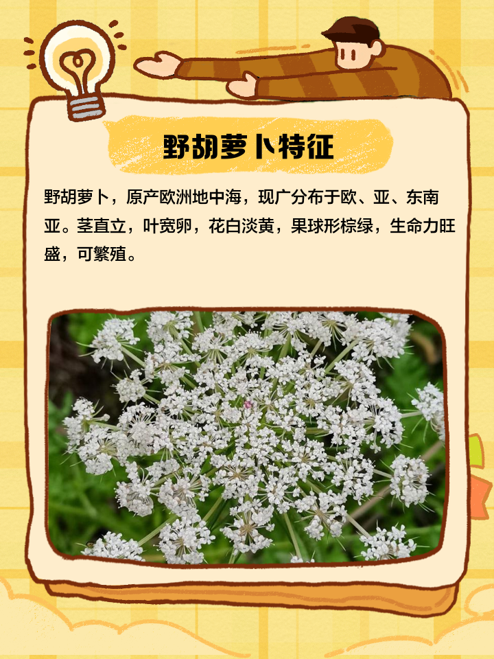 吃中药能吃萝卜吗