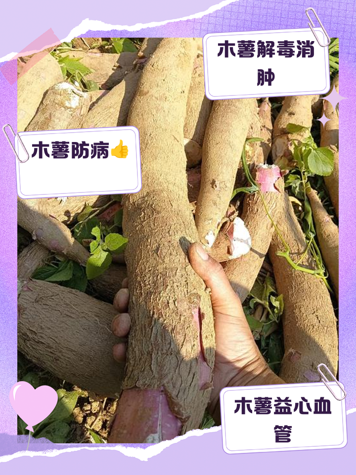 哺乳期可以吃木薯吗