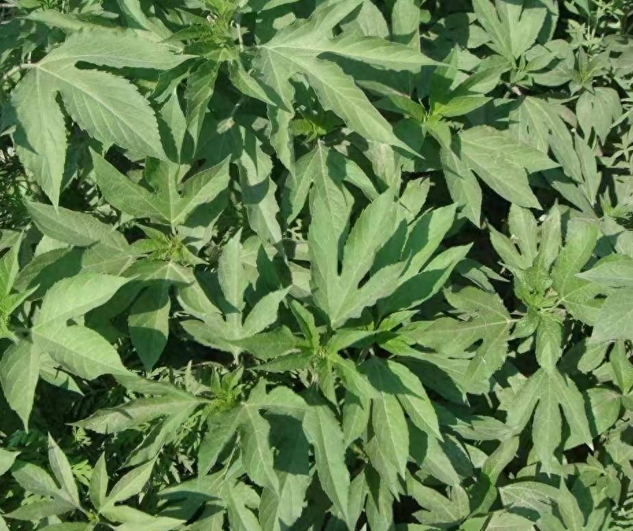 豚草引起的皮肤过敏