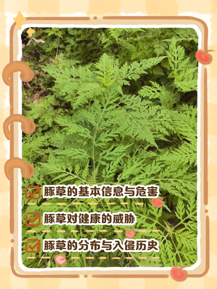 豚草引起的皮肤过敏