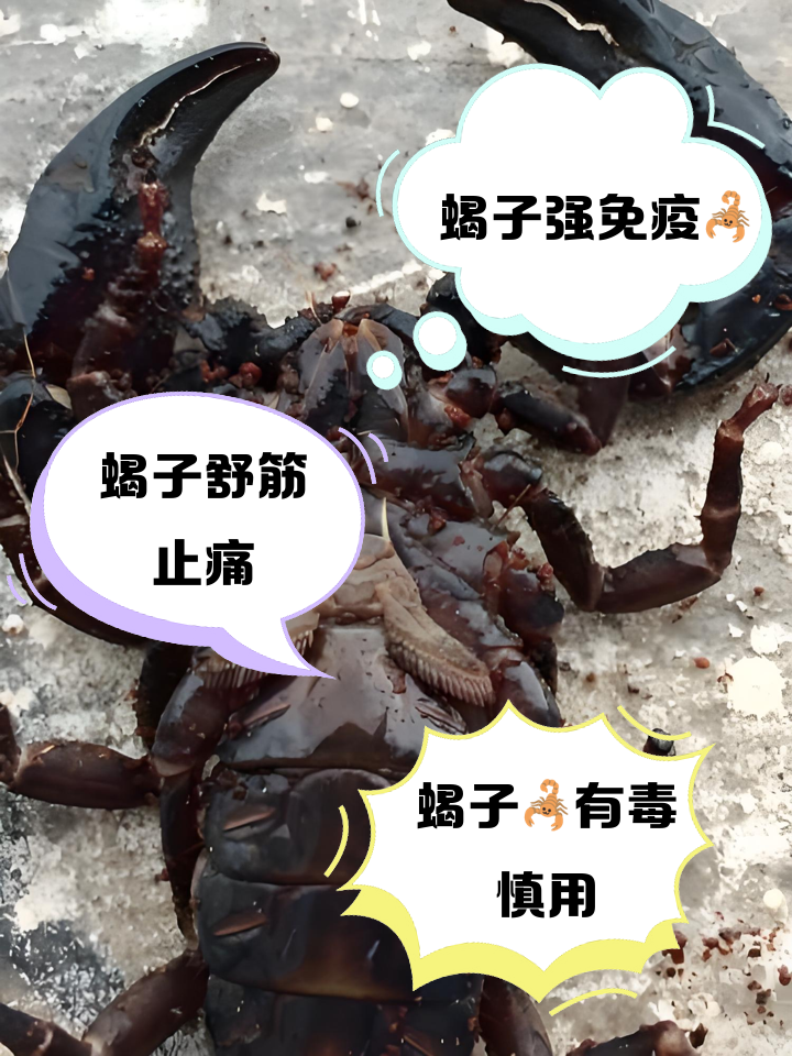 吃蝎子有什么好处