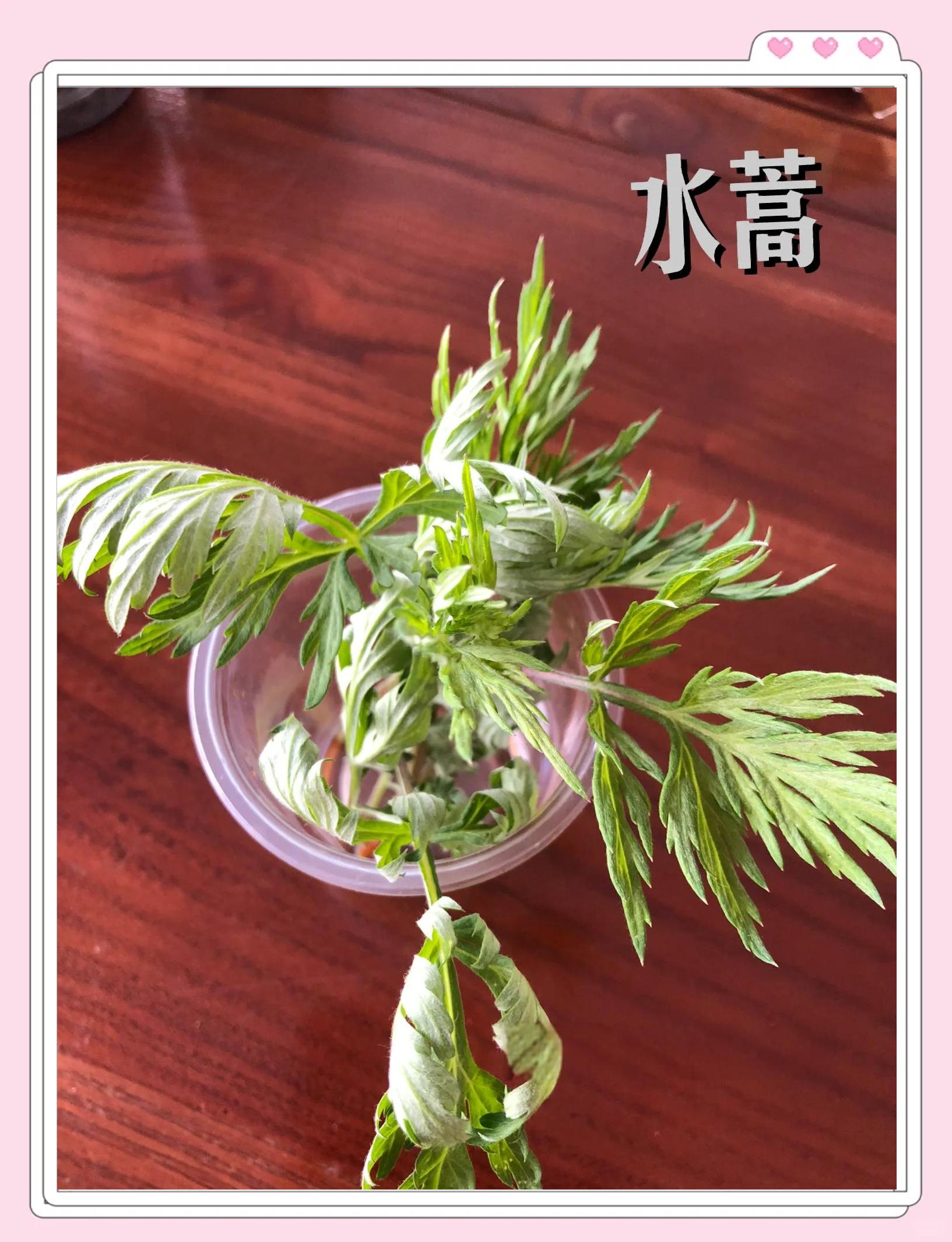 水蒿能吃吗水蒿能吃吗水蒿能吃吗