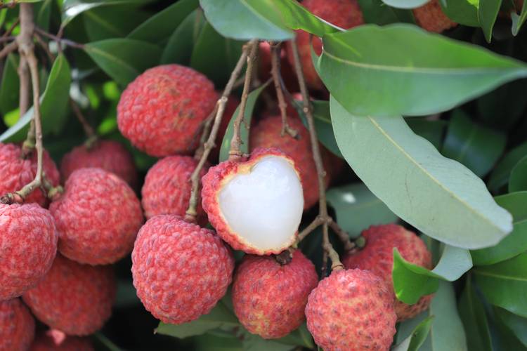 糖尿病能吃荔枝吗