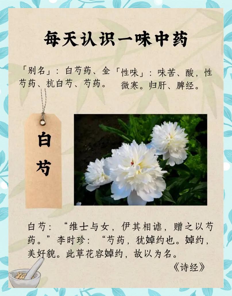 白芍的功效与作用