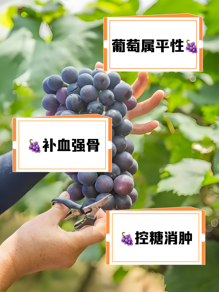 月经期能吃葡萄吗