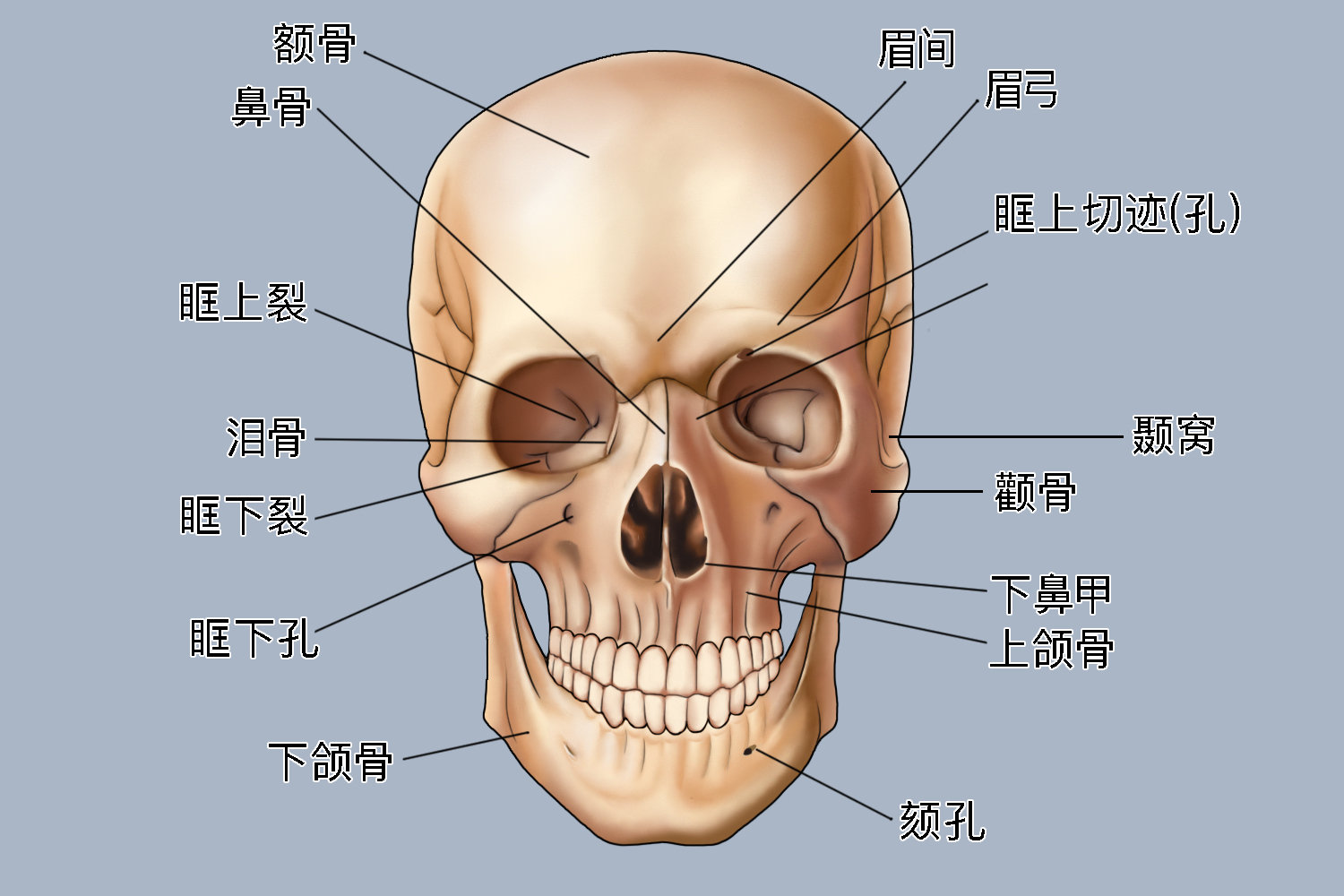 三边孔的解剖结构