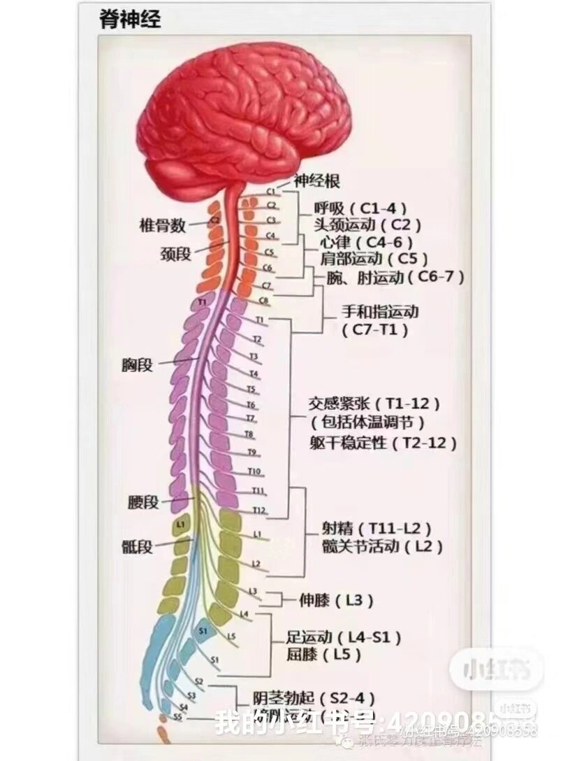 什么是脊髓损伤?