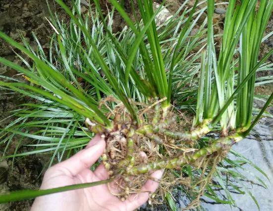 治疗癫痫病的偏方有哪些?