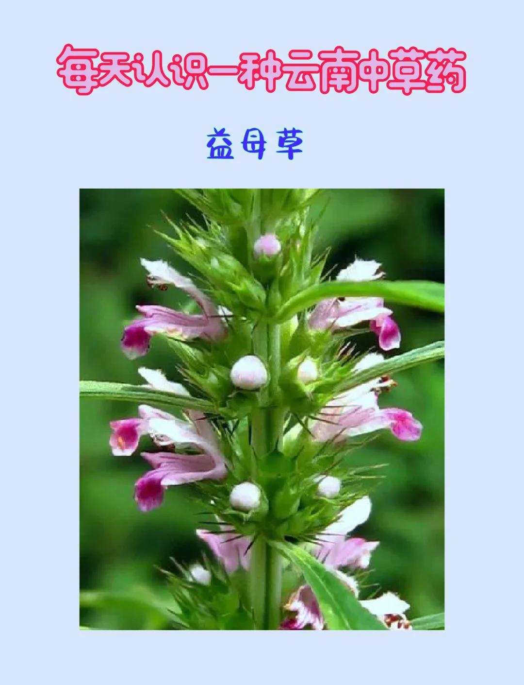 经期可以喝益母草吗