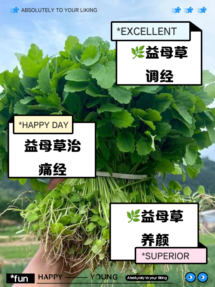 经期可以喝益母草吗