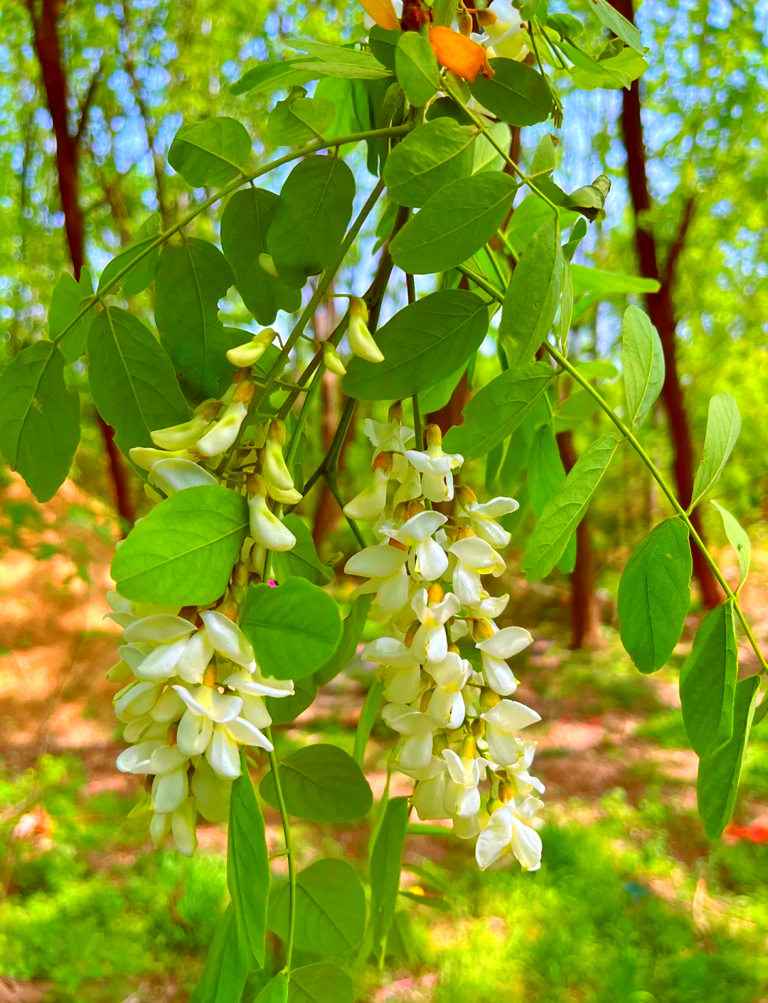 孕妇能吃洋槐花