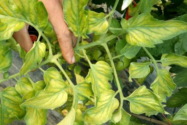 缺钾有什么症状