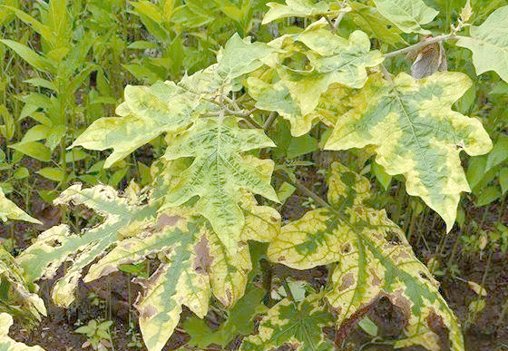 缺钾有什么症状