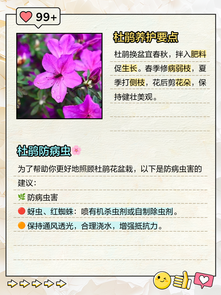 杜鹃花有毒吗?