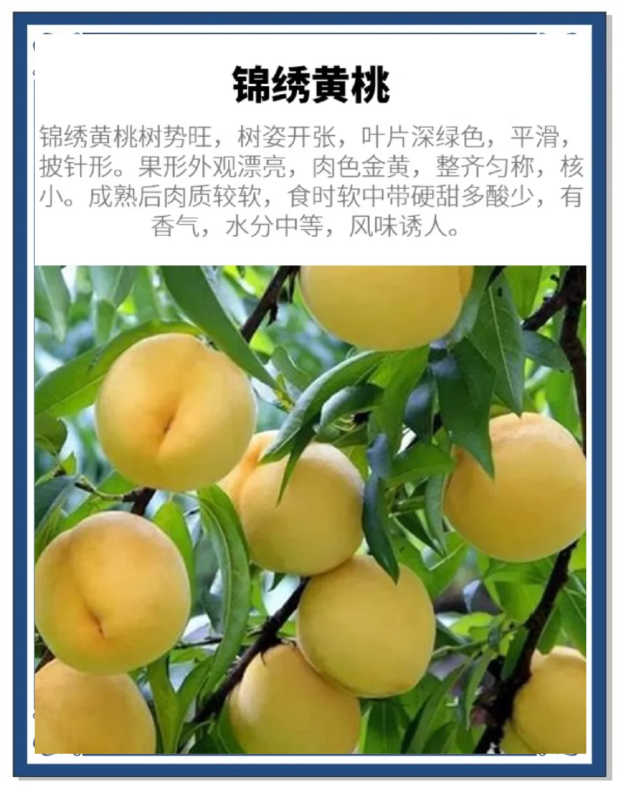 黄桃的营养价值