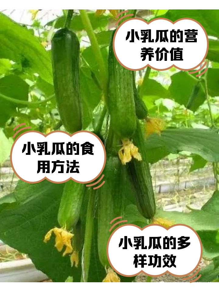 哺乳期能吃苦瓜吗