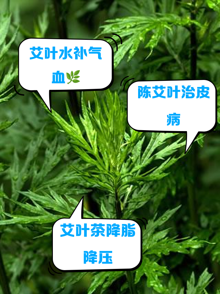 艾叶水的功效与作用