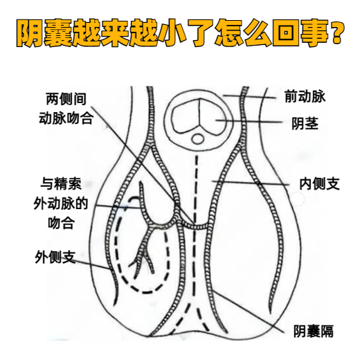 阴囊很小是怎么回事?