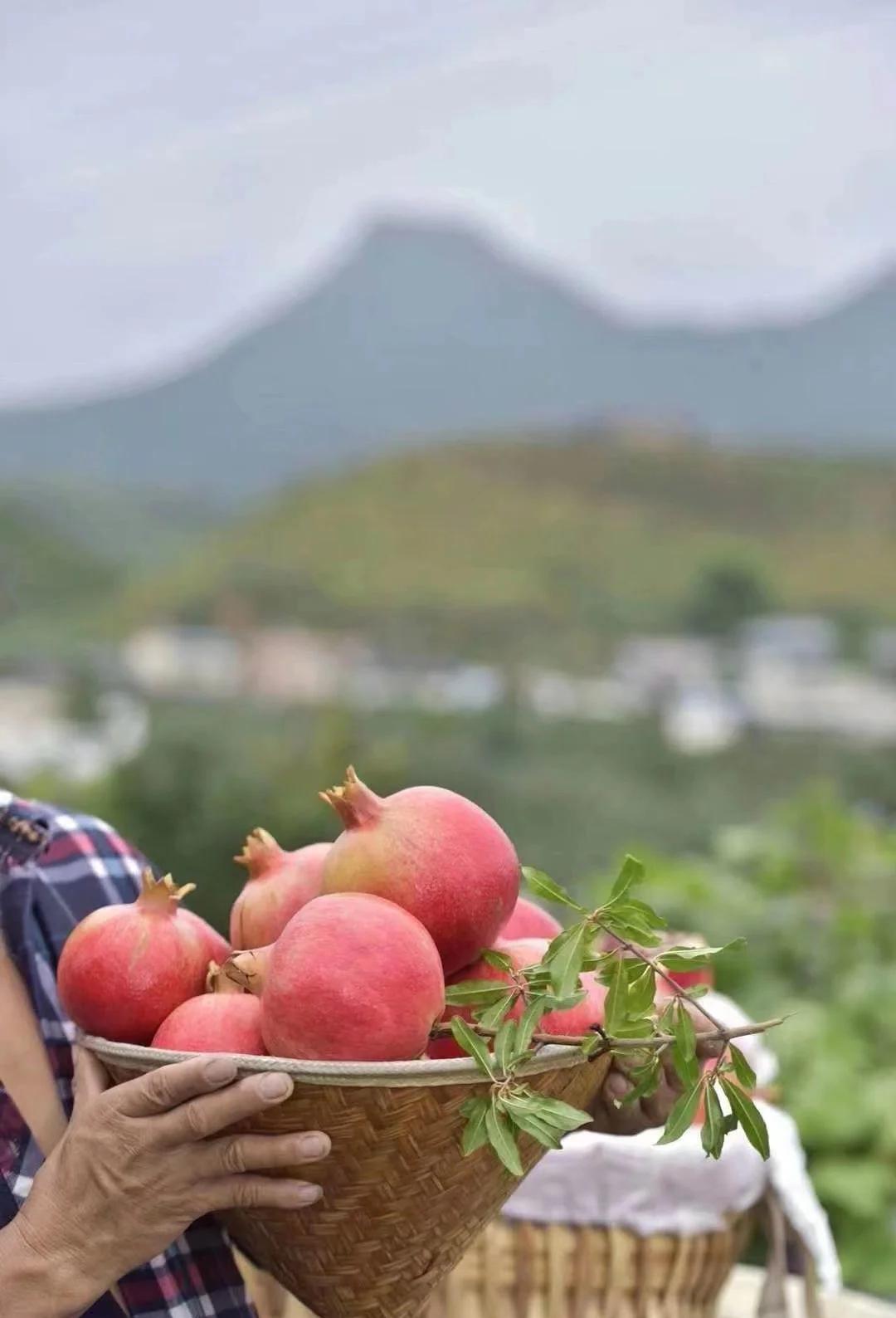 怀孕初期能不能吃石榴?