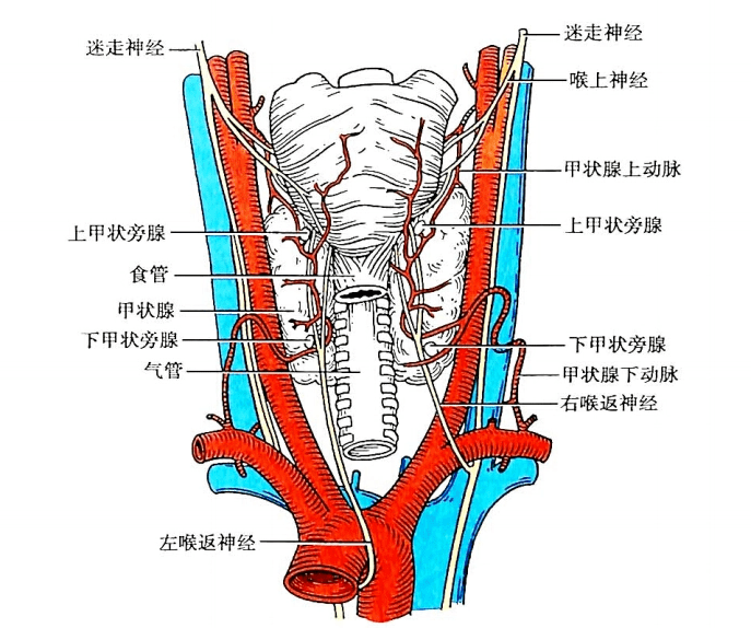 甲状腺瘤手术具体步骤