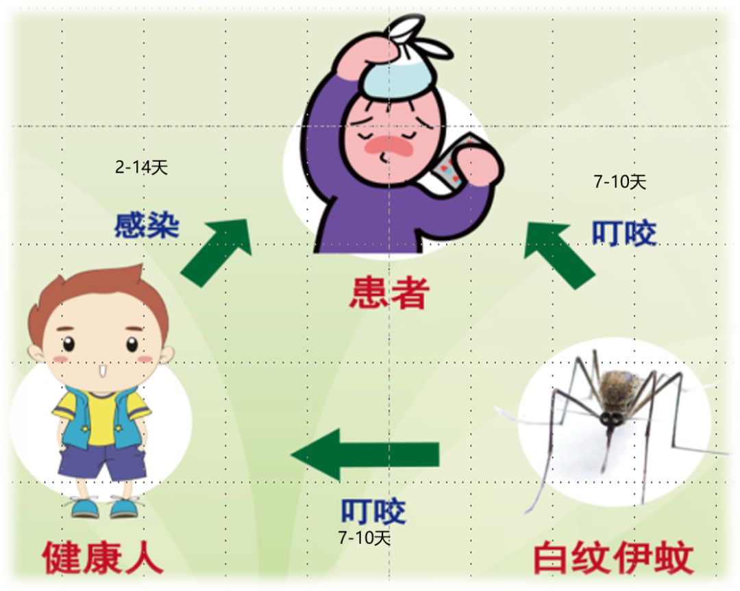 登革热的传播途径