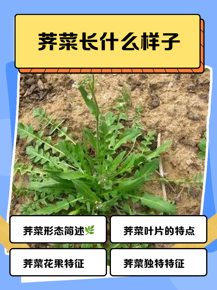 孕妇可以吃荠菜吗