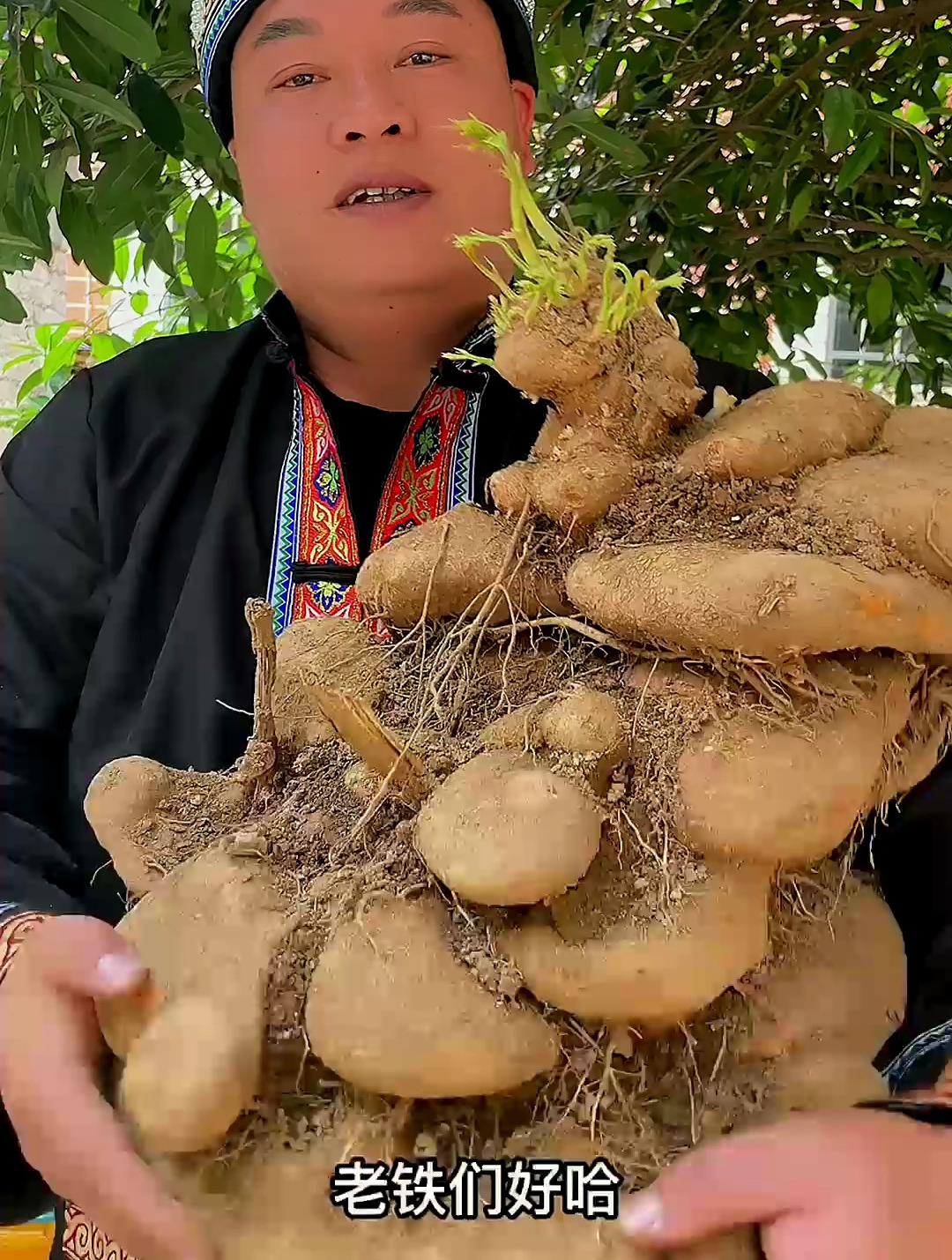 雪胆的作用和功效是什么?