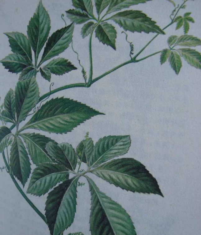 雪胆的作用和功效是什么?