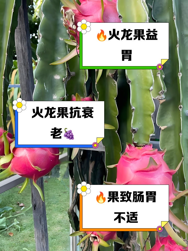 火龙果能减肥吗