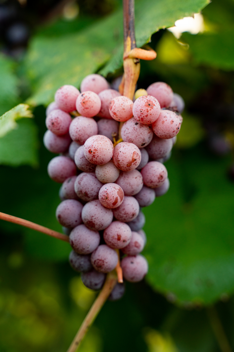 葡萄是凉性还是热性