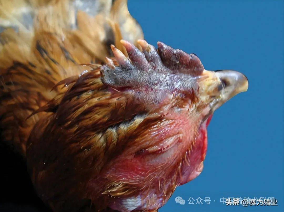 禽流感有哪些症状