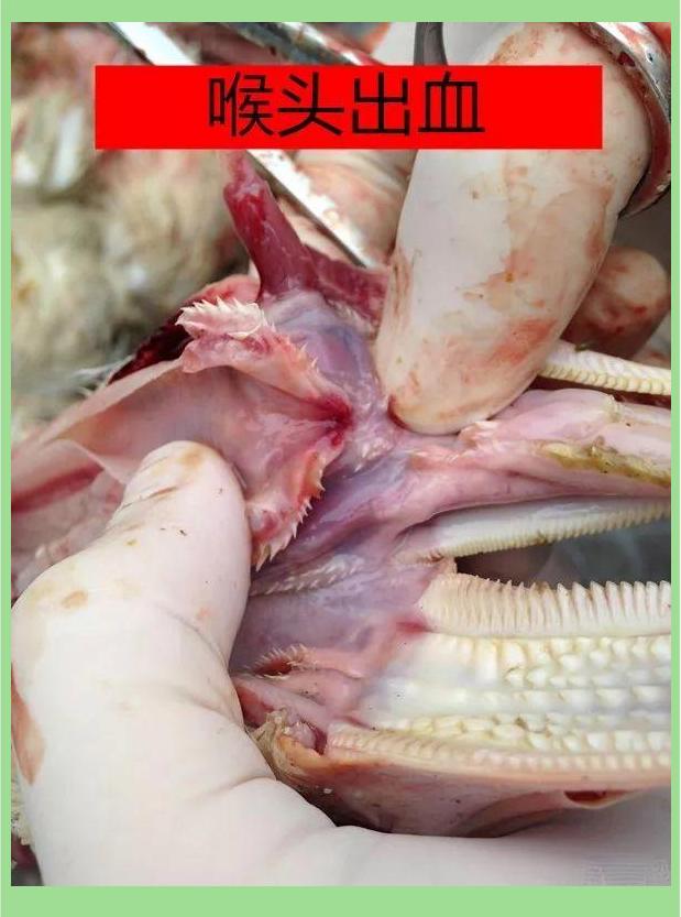 禽流感有哪些症状