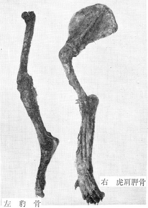 豹骨的作用和功效是什么呢?