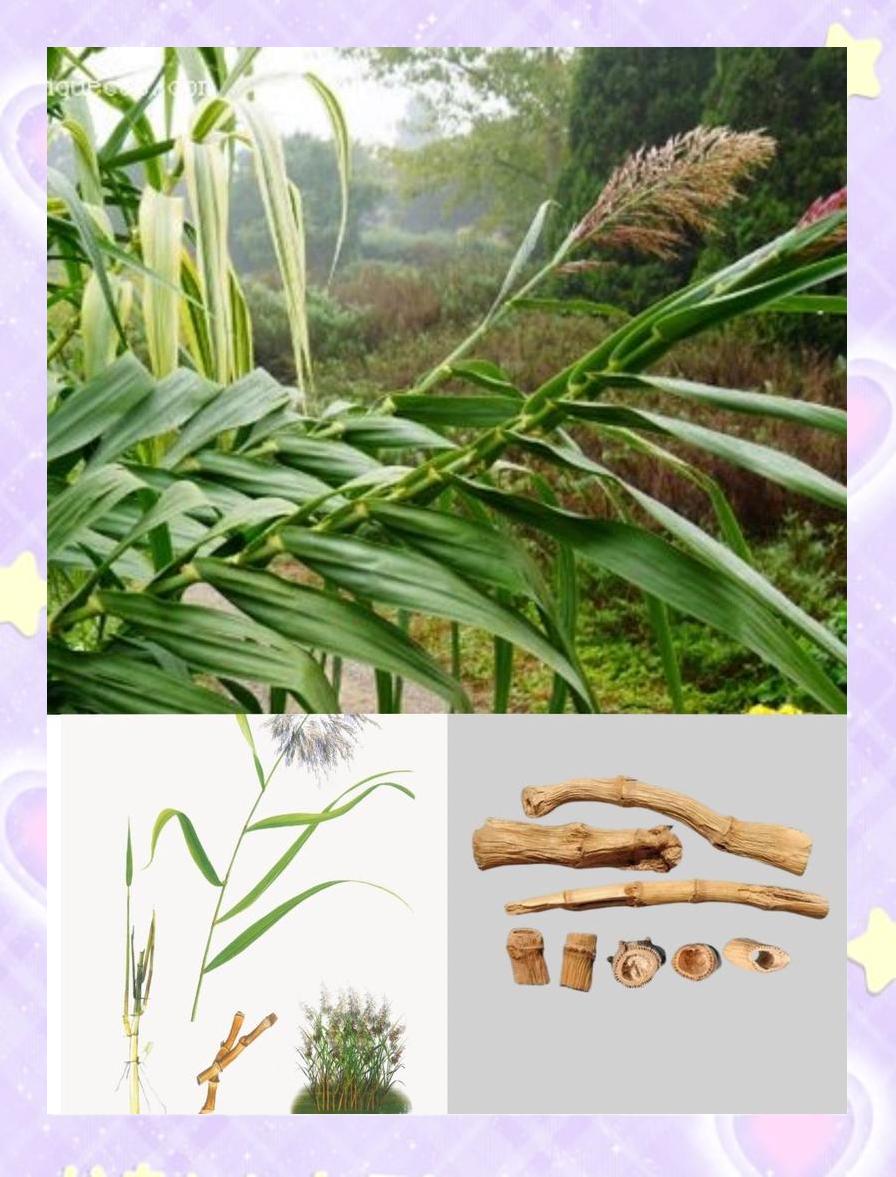 芦根是什么样子?哪里能找到?