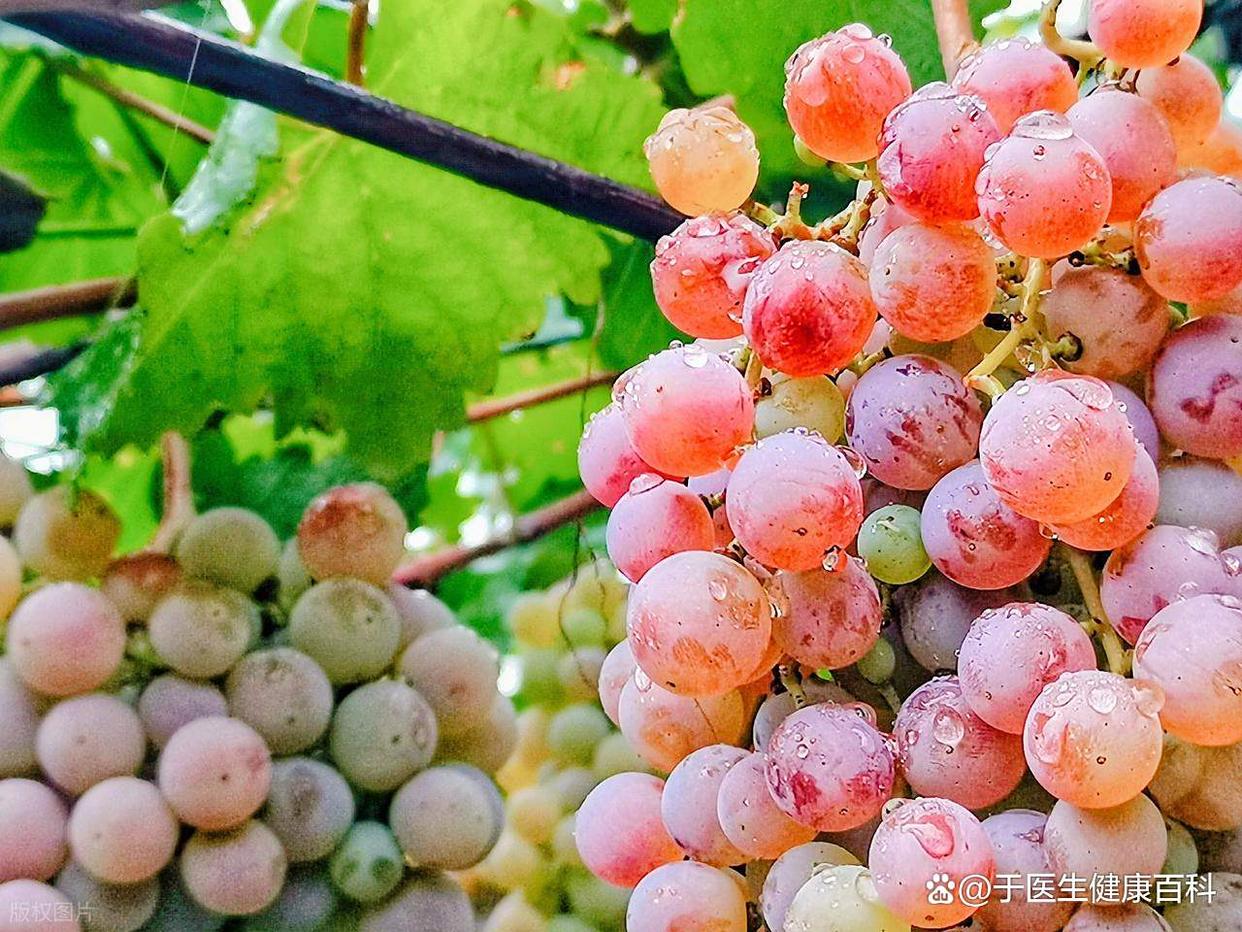 糖尿病人可以吃葡萄吗?