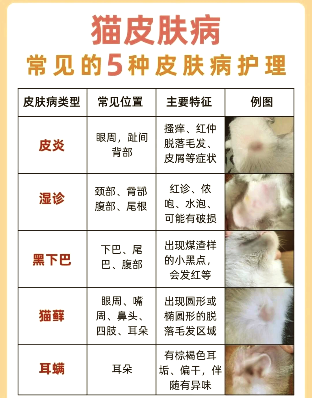 什么是猫抓病?