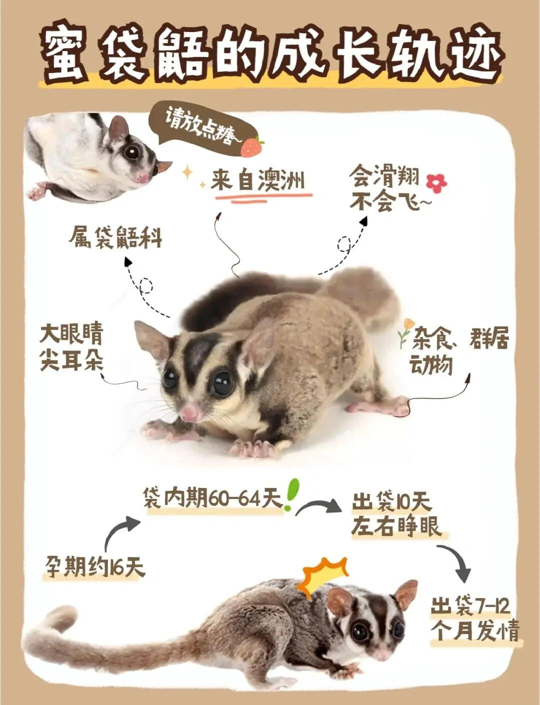 袋鼠精真的有效吗