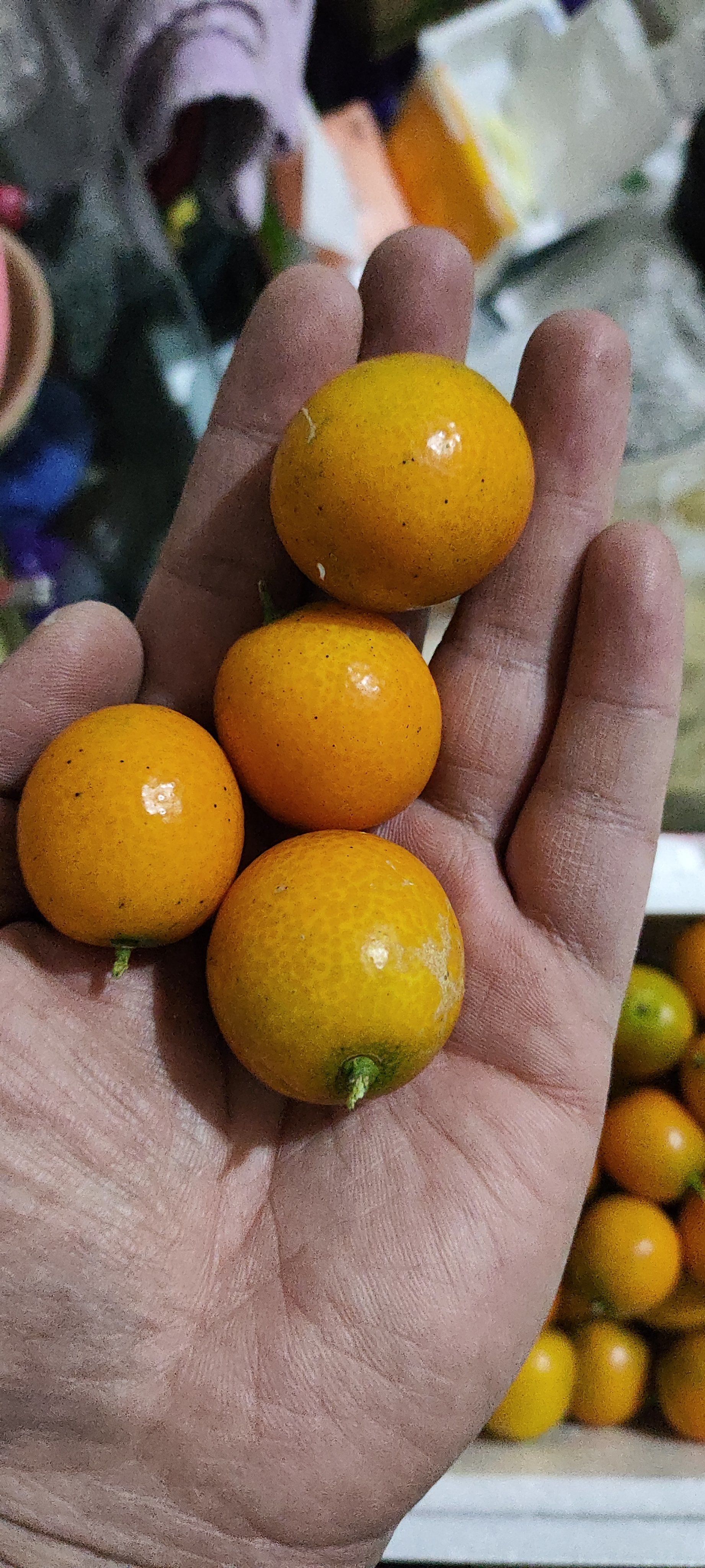 坐月子可以吃橘子吗