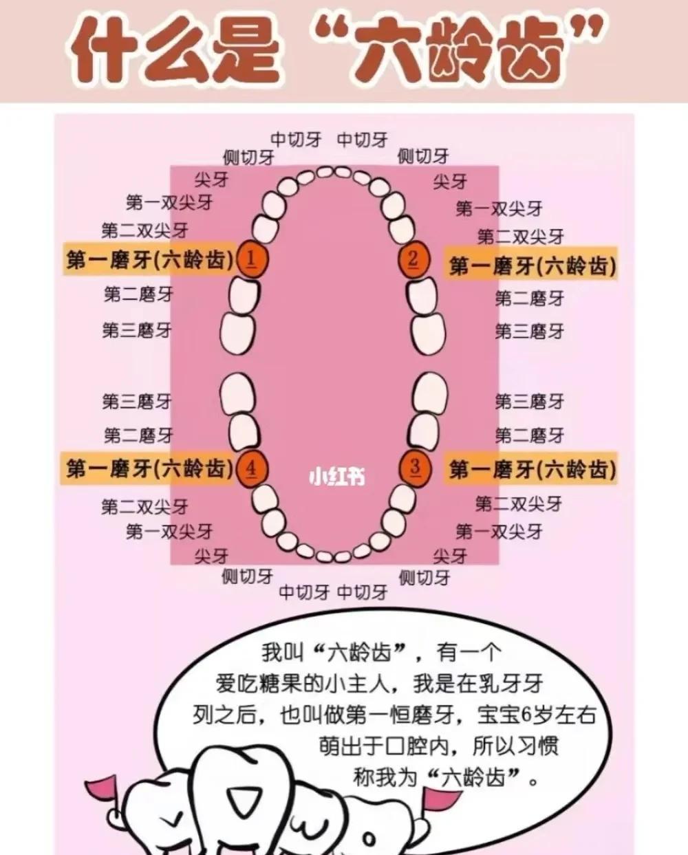 牙磕掉一小块怎么办