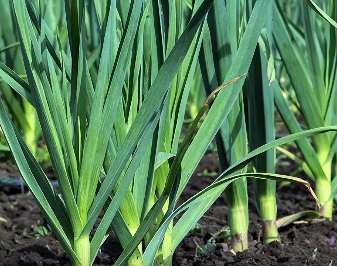 长芽的蒜能吃吗