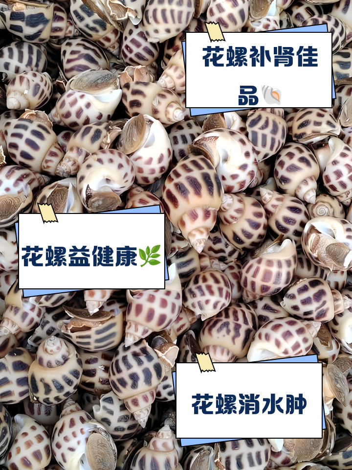 红螺的营养价值与功效